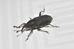 Rhodobaenus