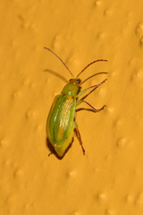 Diabrotica porracea