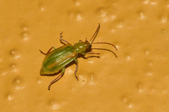 Diabrotica porracea