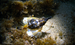 Eurypegasus draconis