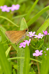 Lerodea eufala eufala