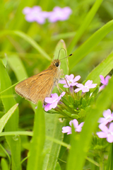 Lerodea eufala eufala