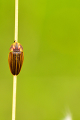 Aspisomoides bilineatum