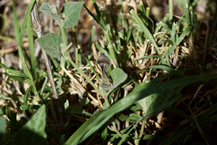 Aristolochia wrightii