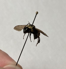 Triepeolus remigatus