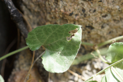 Aristolochia wrightii