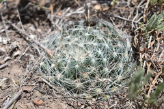 Mammillaria zephyranthoides