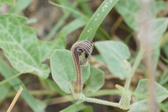 Aristolochia wrightii