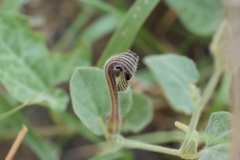 Aristolochia wrightii