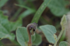 Aristolochia wrightii