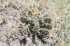 Opuntia megarrhiza