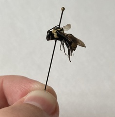 Triepeolus remigatus