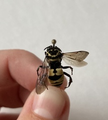 Triepeolus remigatus