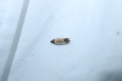 Anacampsis coverdalella
