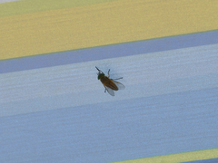 Tabanus nigrovittatus