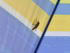 Tabanus nigrovittatus