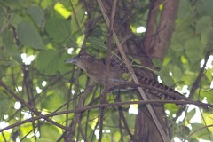 Batara cinerea