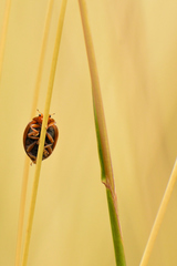 Epilachna varivestis