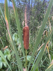 Typha latifolia