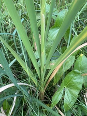 Typha latifolia