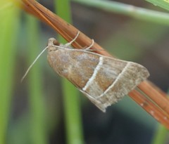 Argyrostrotis quadrifilaris