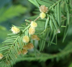 Taxodiomyia