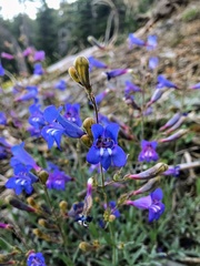 Penstemon neotericus