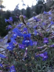Penstemon neotericus