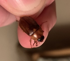 Cyclocephala borealis