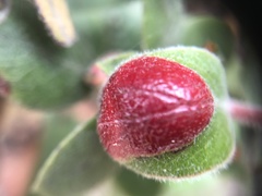 Exobasidium arctostaphyli