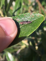 Agrilus quadriguttatus