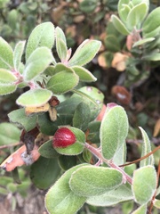 Exobasidium arctostaphyli