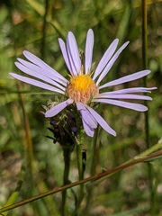 Symphyotrichum spathulatum