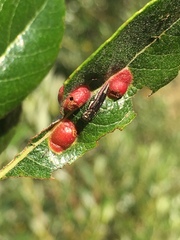 Agrilus quadriguttatus