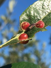 Agrilus quadriguttatus