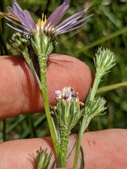 Symphyotrichum spathulatum