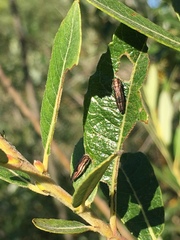 Agrilus quadriguttatus