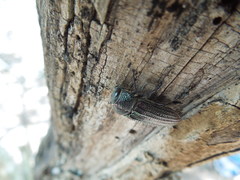 Polycesta