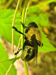 Cuterebra abdominalis