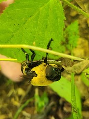 Cuterebra abdominalis