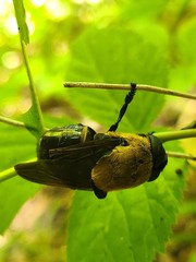 Cuterebra abdominalis