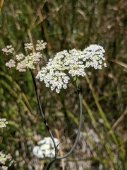 Perideridia parishii