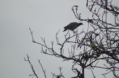 Patagioenas picazuro