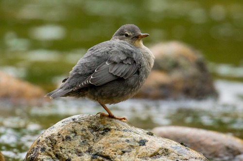 American Dipper