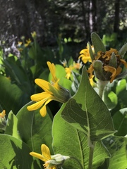 Wyethia mollis