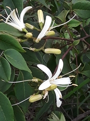 Spiranthera odoratissima