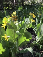 Wyethia mollis