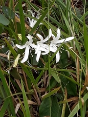 Spiranthera odoratissima