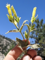 Silene parishii