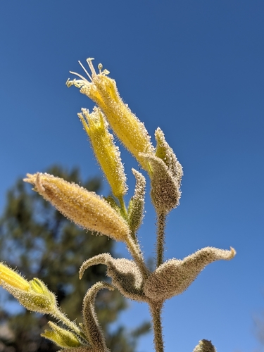 Image of Silene parishii by no rights reserved